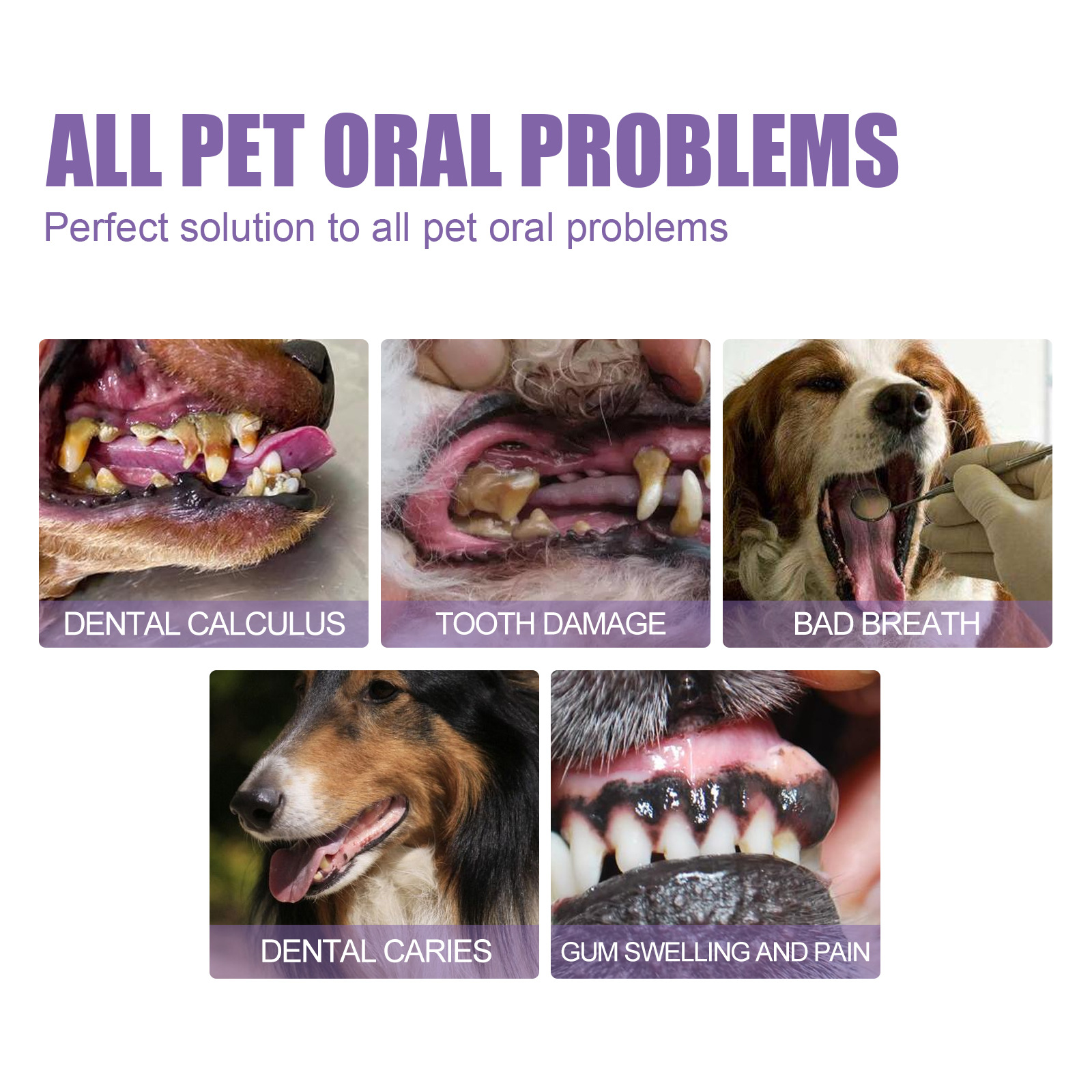 Pet Oral Repair Gel Puppy Tart - Teeth Whitening Singapore avaliação e preço